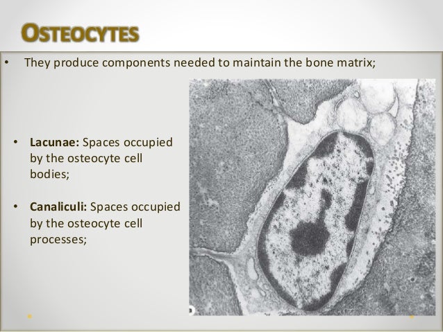 bone tissue Bone tissue quiz questions by tama cruz-salvadores (1) the process of blood cell formation, hematopoiesis or hemopoiesis, takes place: a in the liver: b. bone tissue Bone tissue quiz questions by tama cruz-salvadores (1) the process of blood cell formation, hematopoiesis or hemopoiesis, takes place: a in the liver: b.