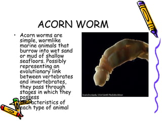 ACORN WORM
• Acorn worms are
simple, wormlike
marine animals that
burrow into wet sand
or mud of shallow
seafloors. Possibly
representing an
evolutionary link
between vertebrates
and invertebrates,
they pass through
stages in which they
possess
characteristics of
each type of animal
 