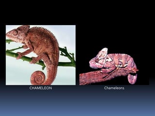 CHAMELEON Chameleon1
 