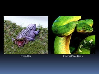 crocodilec EmeraldTree Boa 1
 