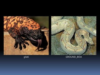 gila6 GROUND_BOA
 