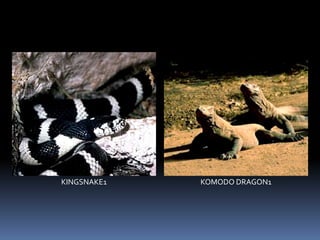 KINGSNAKE1 KOMODO DRAGON1
 