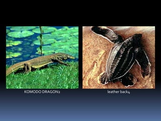 KOMODO DRAGON2 leather back4
 