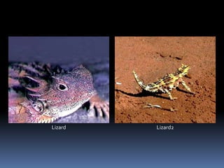 Lizard Lizard2
 