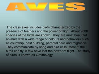 The class aves includes birds characterized by the
presence of feathers and the power of flight. About 9000
species of the birds are known. They are most beautiful
animals with a wide range of colours and behaviors such
as courtship, nest building, parental care and migration.
They communicate by song and bird calls. Most of the
birds can fly. A few have lost the power of flight. The study
of birds is known as Ornithology.
 
