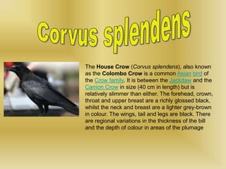 The House Crow (Corvus splendens), also known
as the Colombo Crow is a common Asian bird of
the Crow family. It is between the Jackdaw and the
Carrion Crow in size (40 cm in length) but is
relatively slimmer than either. The forehead, crown,
throat and upper breast are a richly glossed black,
whilst the neck and breast are a lighter grey-brown
in colour. The wings, tail and legs are black. There
are regional variations in the thickness of the bill
and the depth of colour in areas of the plumage
 