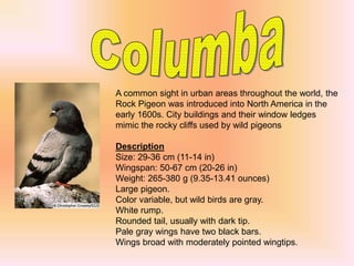 A common sight in urban areas throughout the world, the
Rock Pigeon was introduced into North America in the
early 1600s. City buildings and their window ledges
mimic the rocky cliffs used by wild pigeons
Description
Size: 29-36 cm (11-14 in)
Wingspan: 50-67 cm (20-26 in)
Weight: 265-380 g (9.35-13.41 ounces)
Large pigeon.
Color variable, but wild birds are gray.
White rump.
Rounded tail, usually with dark tip.
Pale gray wings have two black bars.
Wings broad with moderately pointed wingtips.
 