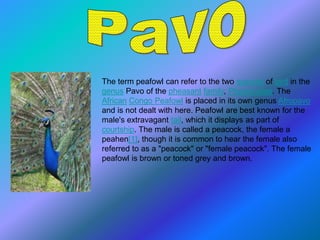 The term peafowl can refer to the two species of bird in the
genus Pavo of the pheasant family, Phasianidae. The
African Congo Peafowl is placed in its own genus Afropavo
and is not dealt with here. Peafowl are best known for the
male's extravagant tail, which it displays as part of
courtship. The male is called a peacock, the female a
peahen[1], though it is common to hear the female also
referred to as a "peacock" or "female peacock". The female
peafowl is brown or toned grey and brown.
 
