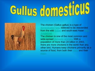 The chicken (Gallus gallus) is a type of
domesticated fowl, believed to be descended
from the wild Indian and south-east Asian Red
Junglefowl.
The chicken is one of the most common and
wide-spread domestic animals. With a
population of more than 24 billion in 2003,[1]
there are more chickens in the world than any
other bird. Humans keep chickens primarily as a
source of food, from both their meat and their
eggs.
 