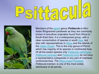 Members of the parrot genus Psittacula or Afro-
Asian Ringnecked parakeets as they are commonly
known in aviculture originates found from Africa to
South-East Asia. It is a widespread group, with a
clear concentration of species in south Asia, but
also with representatives in Africa and the islands of
the Indian Ocean. This is the only genus of Parrot
which has majority of its species in continental Asia.
Of all the extant species only Psittacula calthropae,
Psittacula caniceps and Psittacula echo do not have
a representative subspecies in any part of mainland
continental Asia. The Rose-ringed Parakeet,
Psittacula krameri, is one of the most widely
distributed of all parrots.
 