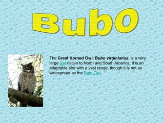 The Great Horned Owl, Bubo virginianus, is a very
large owl native to North and South America. It is an
adaptable bird with a vast range, though it is not as
widespread as the Barn Owl.
 