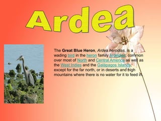 The Great Blue Heron, Ardea herodias, is a
wading bird in the heron family Ardeidae, common
over most of North and Central America as well as
the West Indies and the Galápagos Islands,
except for the far north, or in deserts and high
mountains where there is no water for it to feed in.
 