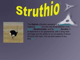 The Ostrich (Struthio camelus) is a flightless bird
native to Africa. It is the only living species of its
family, Struthionidae, and its genus, Struthio. It
is distinctive in its appearance, with a long neck
and legs and the ability to run at speeds of about
65 km/h (40 mph), the top land speed of any
bird.[1]
 