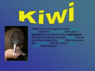 A kiwi is any of the species of small flightless
birds endemic to New Zealand of the genus
Apteryx (the only genus in family Apterygidae).
At around the size of a domestic chicken, kiwi are
by far the smallest living ratites. Most kiwi species
are endangered. The kiwi is also a national
symbol of New Zealand.
 
