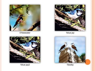 01beeeater 1blue jay
1blue jay2 1booby
 