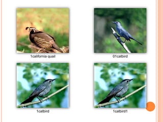1california quail 01catbird
1catbird 1catbird1
 