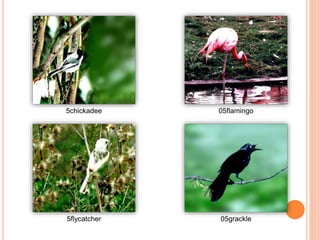 5chickadee 05flamingo
5flycatcher 05grackle
 