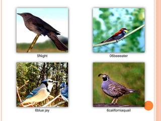5Night 06beeeater
6blue jay 6californiaquail
 