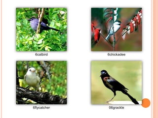 6catbird 6chickadee
6flycatcher 06grackle
 