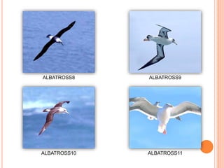 ALBATROSS8 ALBATROSS9
ALBATROSS10 ALBATROSS11
 