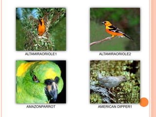 ALTAMIRAORIOLE1 ALTAMIRAORIOLE2
AMAZONPARROT AMERICAN DIPPER1
 