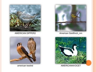 AMERICAN DIPPER2 American Goldfinch_nm
american kestrel AMERICANAVOCET
 