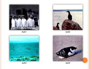 Auk1 auk2
auk3 auk4
 