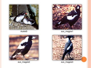 Auklet5 aus_magpie1
aus_magpie2 aus_magpie3
 