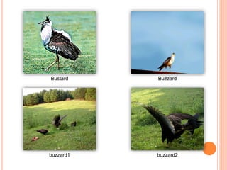 Bustard Buzzard
buzzard1 buzzard2
 
