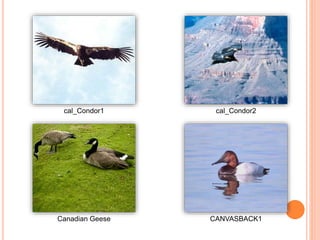 cal_Condor1 cal_Condor2
Canadian Geese CANVASBACK1
 