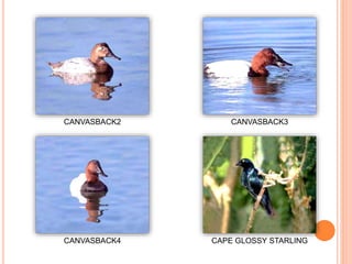 CANVASBACK2 CANVASBACK3
CANVASBACK4 CAPE GLOSSY STARLING
 