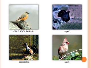 CAPE ROCK THRUSH caper3
capercaillie card1
 