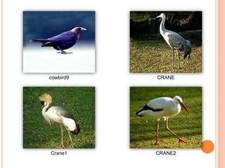 cowbird9 CRANE
Crane1 CRANE2
 