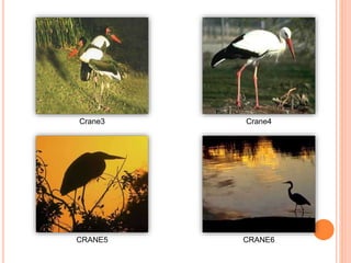 Crane3 Crane4
CRANE5 CRANE6
 
