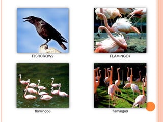 FISHCROW2 FLAMINGO7
flamingo8 flamingo9
 