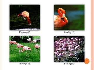 Flamingo10 flamingo11
flamingo12 flamingo13
 