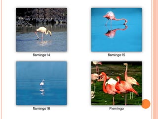 flamingo14 flamingo15
flamingo16 Flemingo
 