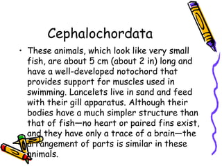 Cephalochordata
• These animals, which look like very small
fish, are about 5 cm (about 2 in) long and
have a well-developed notochord that
provides support for muscles used in
swimming. Lancelets live in sand and feed
with their gill apparatus. Although their
bodies have a much simpler structure than
that of fish—no heart or paired fins exist,
and they have only a trace of a brain—the
arrangement of parts is similar in these
animals.
 