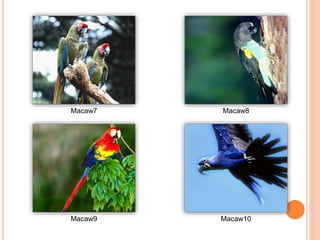 Macaw7 Macaw8
Macaw9 Macaw10
 