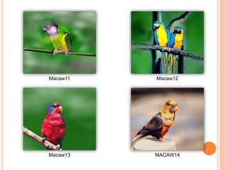 Macaw11 Macaw12
Macaw13 MACAW14
 