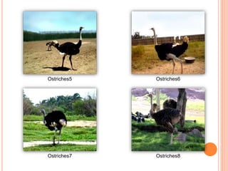 Ostriches5 Ostriches6
Ostriches7 Ostriches8
 