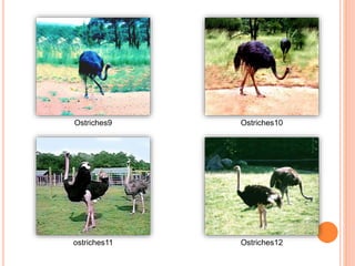Ostriches9 Ostriches10
ostriches11 Ostriches12
 