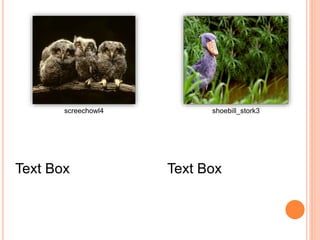 screechowl4 shoebill_stork3
Text Box Text Box
 