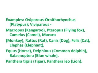 Examples: Oviparous-Ornithorhynchus
(Platypus); Viviparous -
Macropus (Kangaroo), Pteropus (Flying fox),
Camelus (Camel), Macaca
(Monkey), Rattus (Rat), Canis (Dog), Felis (Cat),
Elephas (Elephant),
Equus (Horse), Delphinus (Common dolphin),
Balaenoptera (Blue whale),
Panthera tigris (Tiger), Panthera leo (Lion).
 