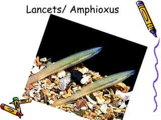 Lancets/ Amphioxus
 