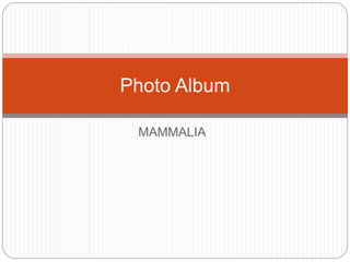 MAMMALIA
Photo Album
 