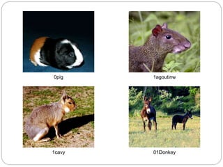 0pig 1agoutinw
1cavy 01Donkey
 