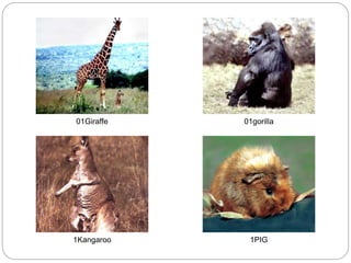 01Giraffe 01gorilla
1Kangaroo 1PIG
 