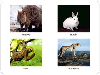 1quokka 5Rabbit
5sloth 06cheetah
 