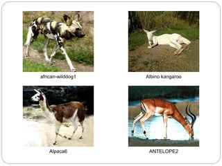 african-wilddog1 Albino kangaroo
Alpaca6 ANTELOPE2
 